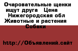 Очаровательные щенки ищут друга › Цена ­ 1 - Нижегородская обл. Животные и растения » Собаки   